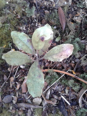 Quintinia serrata