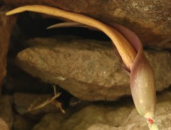Amorphophallus commutatus