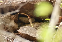Amorphophallus commutatus