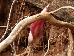 Amorphophallus commutatus