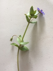 Anagallis