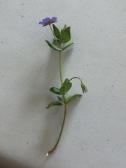 Anagallis