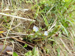Gentiana squarrosa