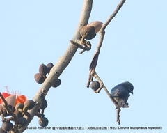 Dicrurus leucophaeus hopwoodi