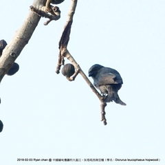 Dicrurus leucophaeus hopwoodi