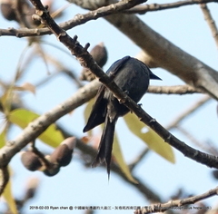 Dicrurus leucophaeus hopwoodi