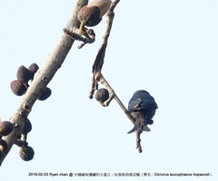 Dicrurus leucophaeus hopwoodi