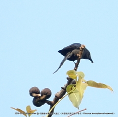 Dicrurus leucophaeus hopwoodi