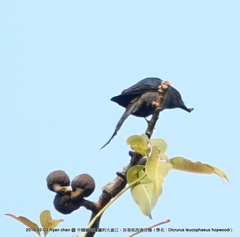 Dicrurus leucophaeus hopwoodi