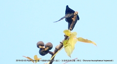 Dicrurus leucophaeus hopwoodi