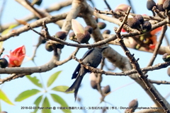 Dicrurus leucophaeus hopwoodi