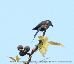 Dicrurus leucophaeus hopwoodi
