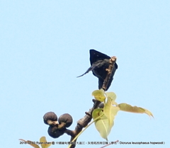 Dicrurus leucophaeus hopwoodi