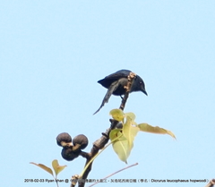 Dicrurus leucophaeus hopwoodi