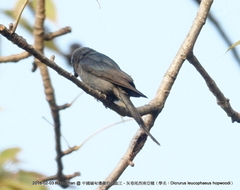 Dicrurus leucophaeus hopwoodi