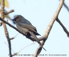 Dicrurus leucophaeus hopwoodi