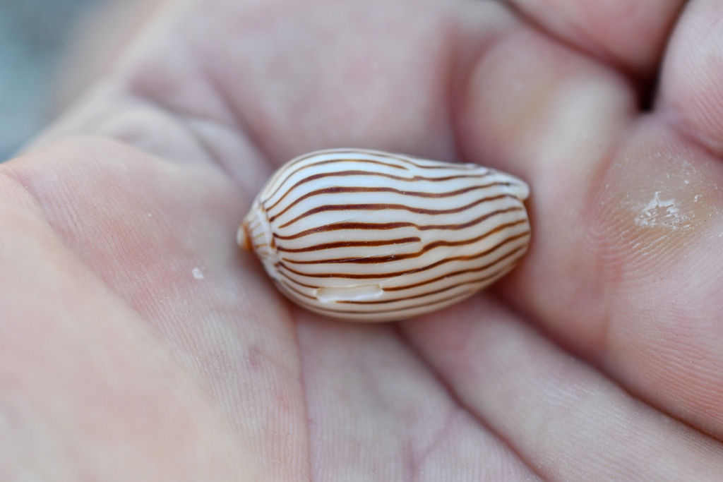 Zebra Volute from Woolgoolga Headland South NSW 2456, Australia on ...