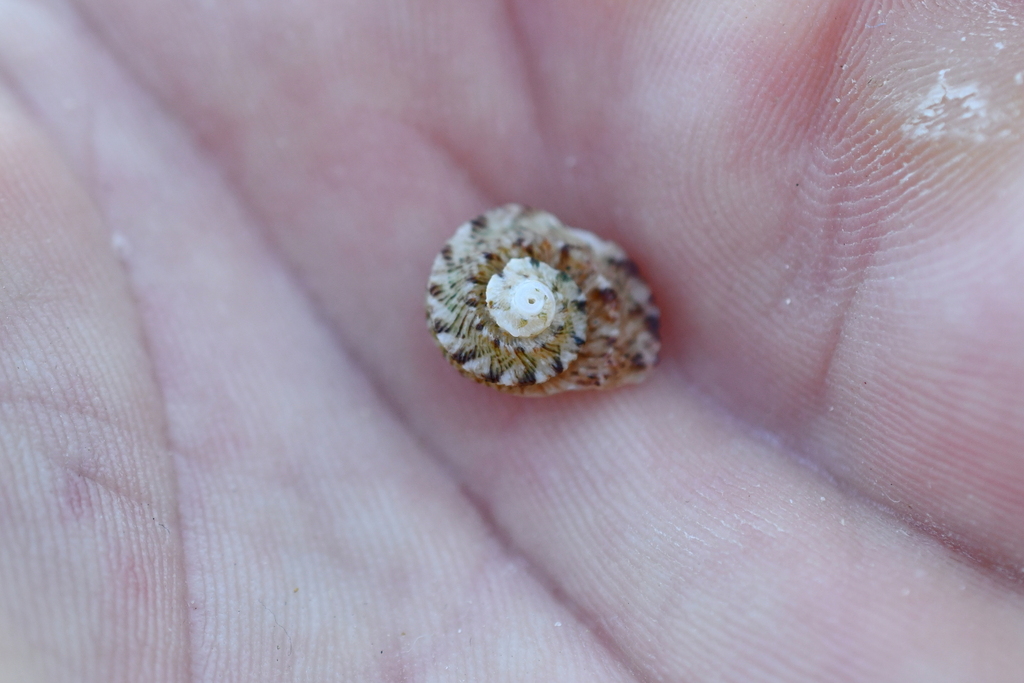 Rough turban shell from Woolgoolga Headland South NSW 2456, Australia ...