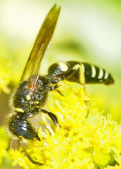 Philanthus solivagus