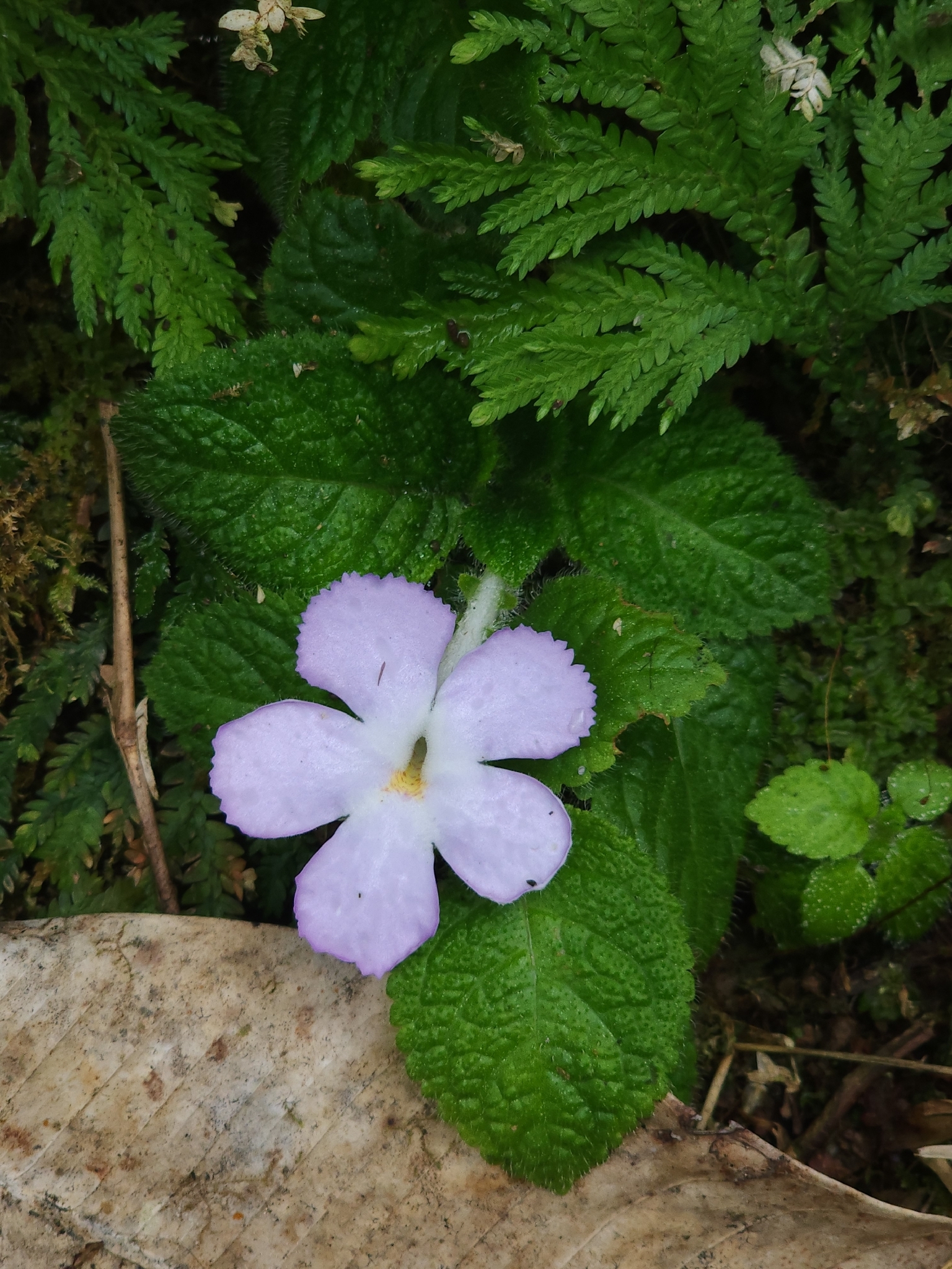 Episcia Lilacina (Episcia lilacina)