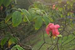 Mussaendeae