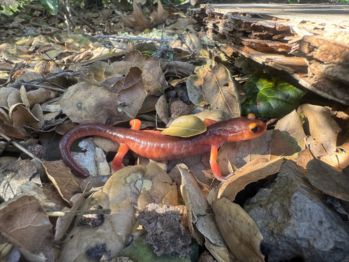 iNaturalist observation photo of Ensatina