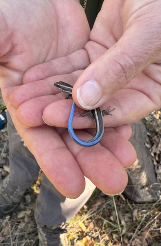 iNaturalist observation photo of Western Skink