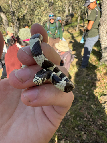 iNaturalist observation photo of California King Snake