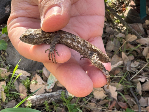 iNaturalist observation photo of Western Fence Lizard