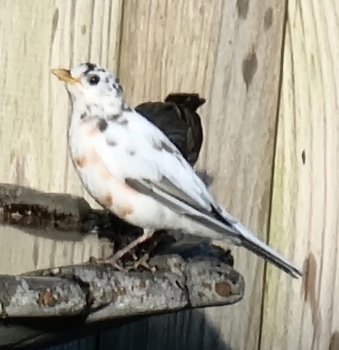 American Robin photographed in Virginia