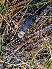 Thaumatoperla alpina