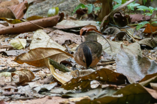 Brown-capped Babbler (Pellorneum fuscocapillus), photo 3