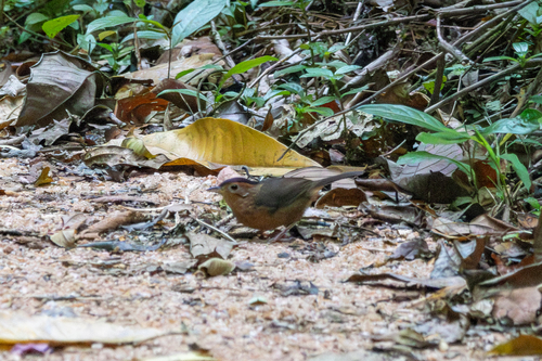 Brown-capped Babbler (Pellorneum fuscocapillus), photo 4