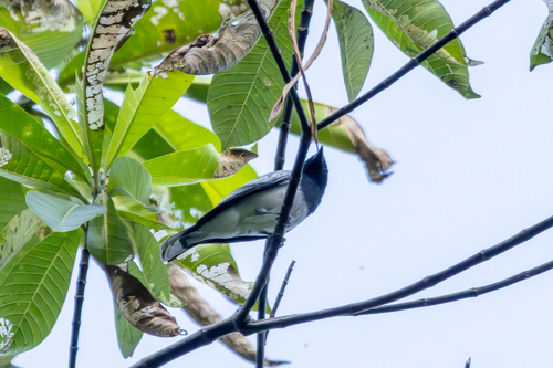 Black-headed Cuckooshrike (Lalage melanoptera), photo 6