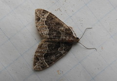 Ecliptopera silaceata