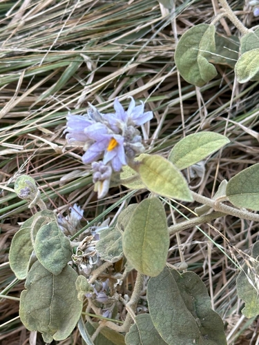 lanceleaf nightshade (Solanum lanceolatum)