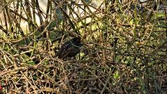 Turdus merula
