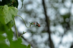 Heliconius erato phyllis