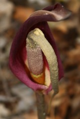 Amorphophallus commutatus
