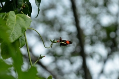 Heliconius erato phyllis