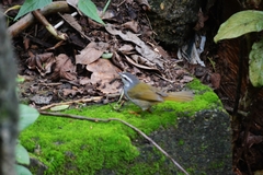Myiothlypis leucophrys