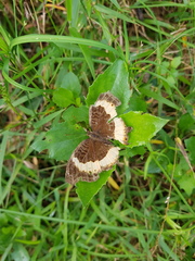 Junonia elgiva