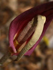 Amorphophallus commutatus