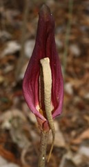 Amorphophallus commutatus