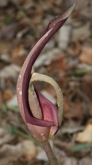 Amorphophallus commutatus