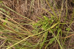 Polygala ohlendorfiana