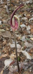 Amorphophallus commutatus