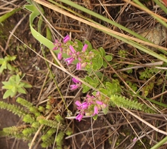 Polygala ohlendorfiana