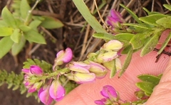Polygala ohlendorfiana