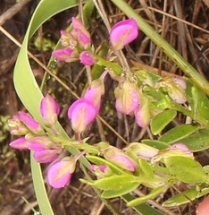 Polygala ohlendorfiana